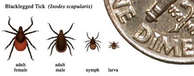Image of life stages of Blacklegged Tick